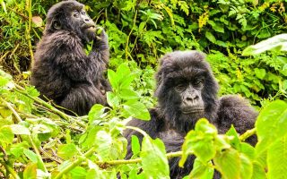 3 Days Bwindi Gorilla Trekking From Kigali