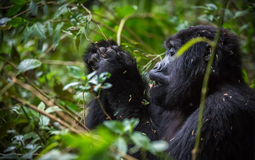 Gorilla Habituation in Bwindi