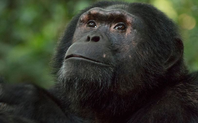 Chimpanzee habituation kibale national park