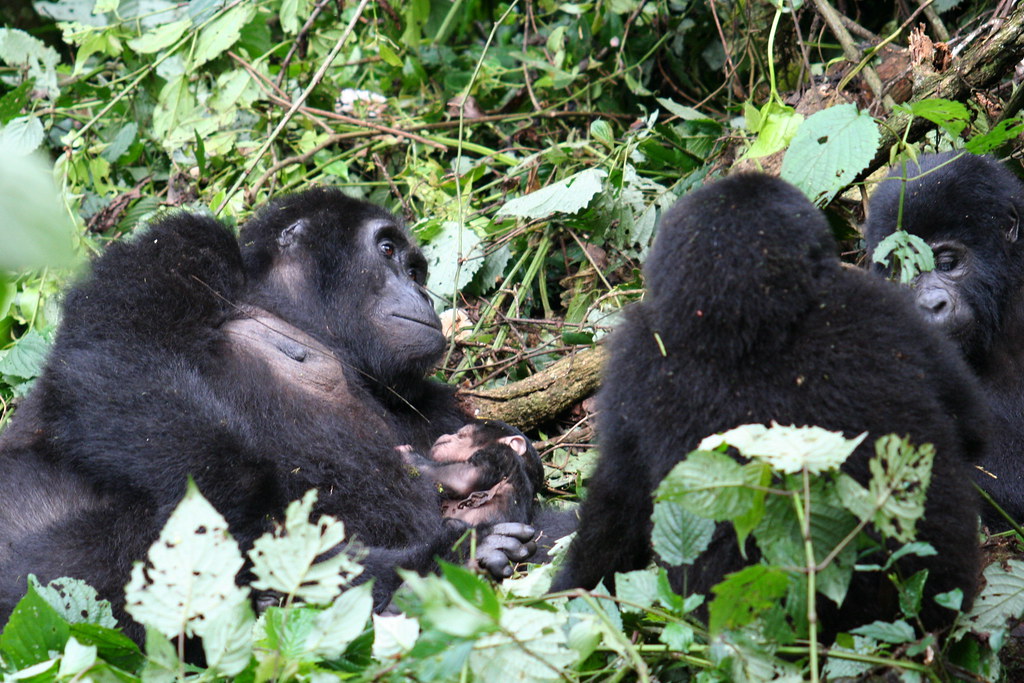 New Habituated Gorilla Family