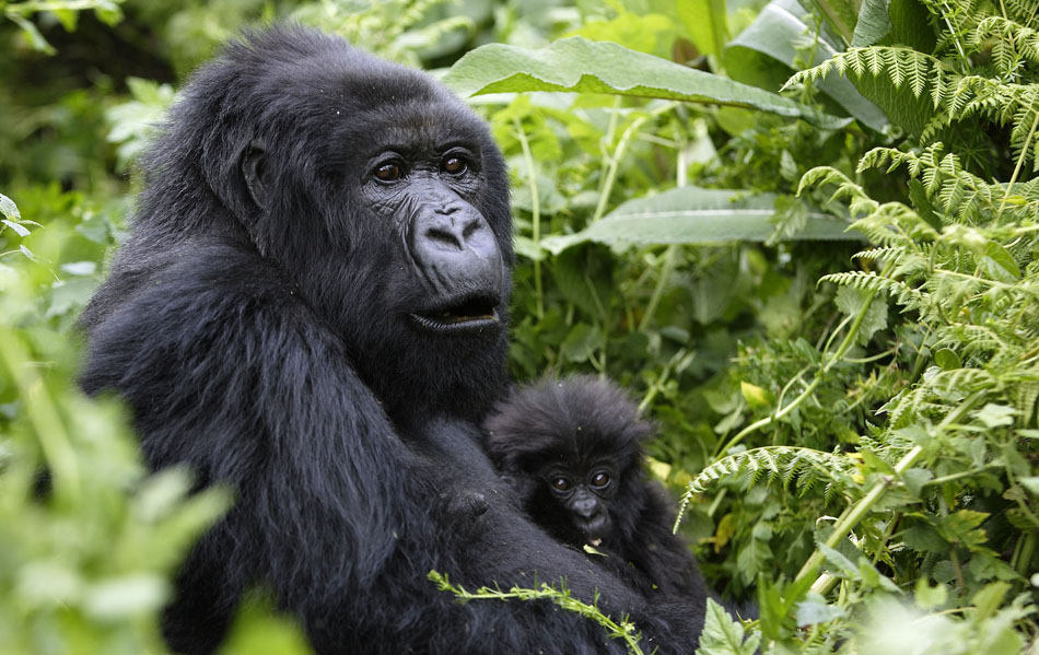 Gorilla Trekking in Mgahinga Gorilla National Park