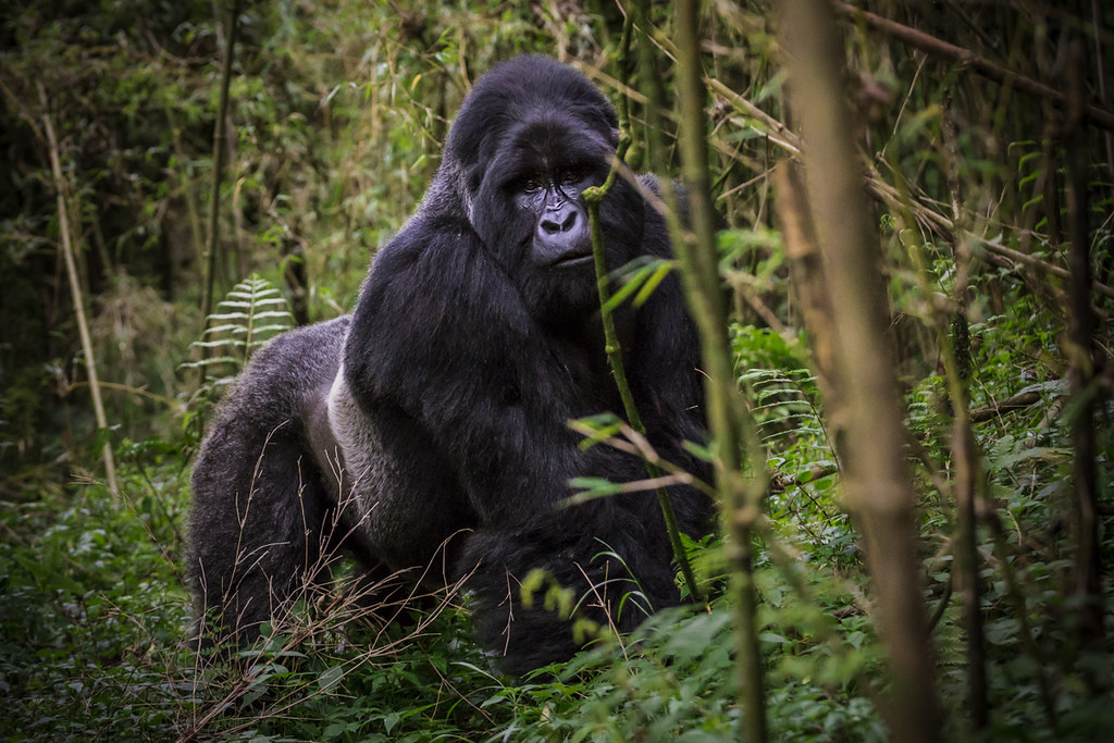 Gorilla Trekking in Mgahinga National Park