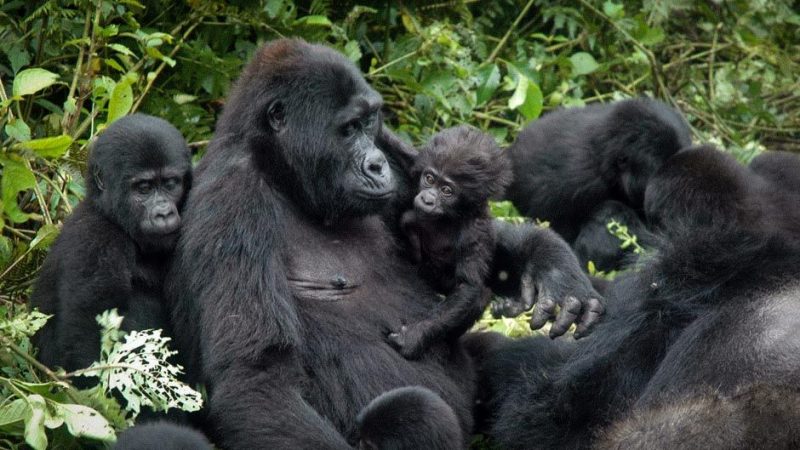 Gorilla Families in Virunga National Park