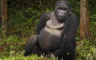 What makes Mountain Gorillas Unique?