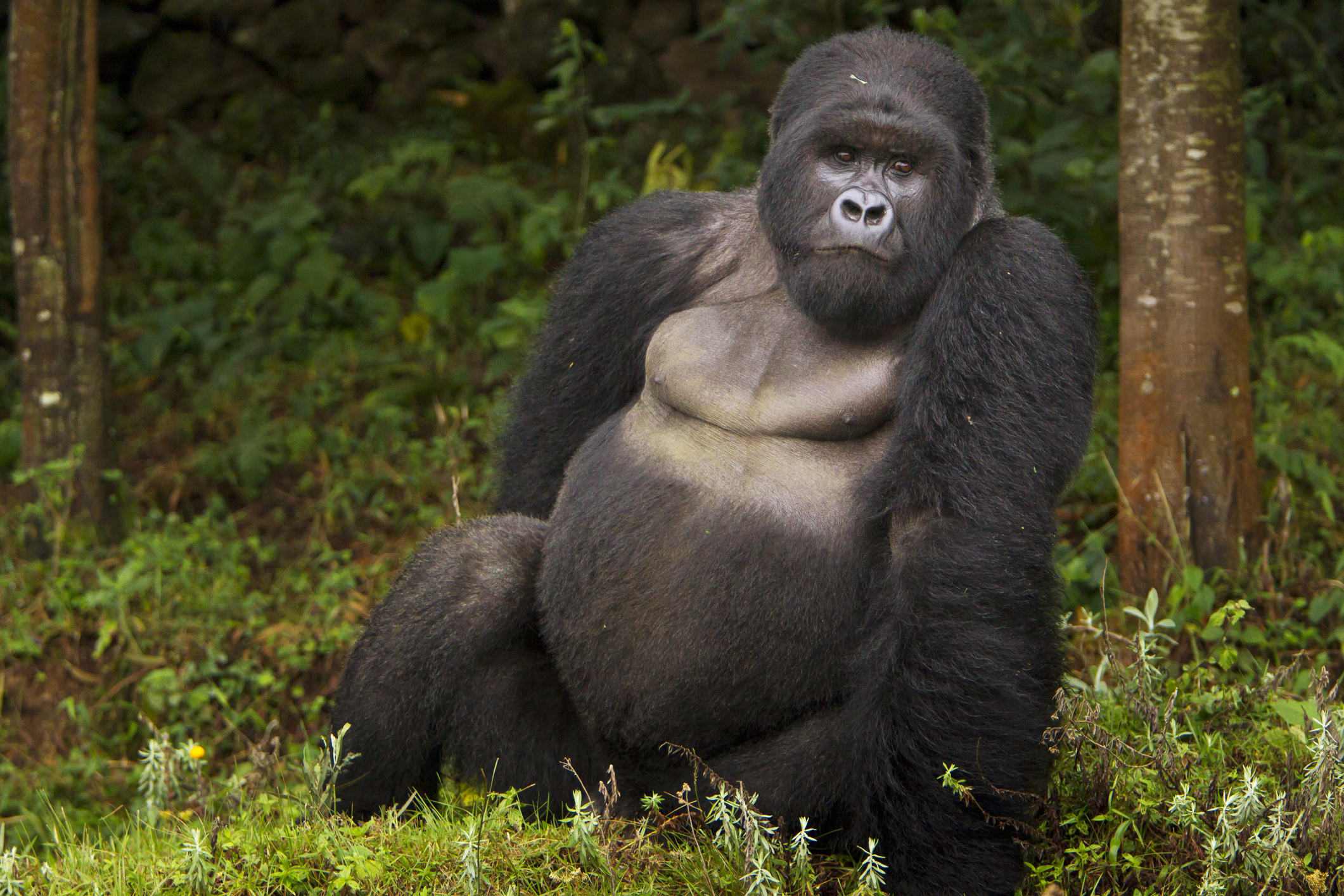 Facts about silverback gorillas