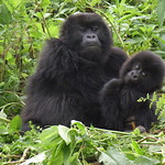 bwindi gorilla trekking tours