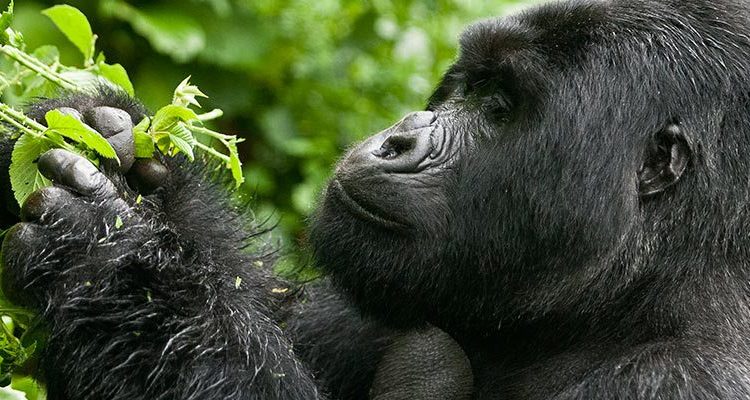 4 Days Bwindi Double Gorilla Trekking