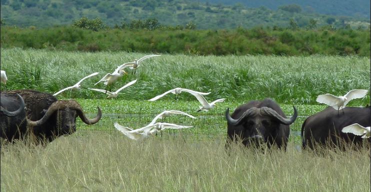 5 Days Rwanda gorilla and wildlife safari