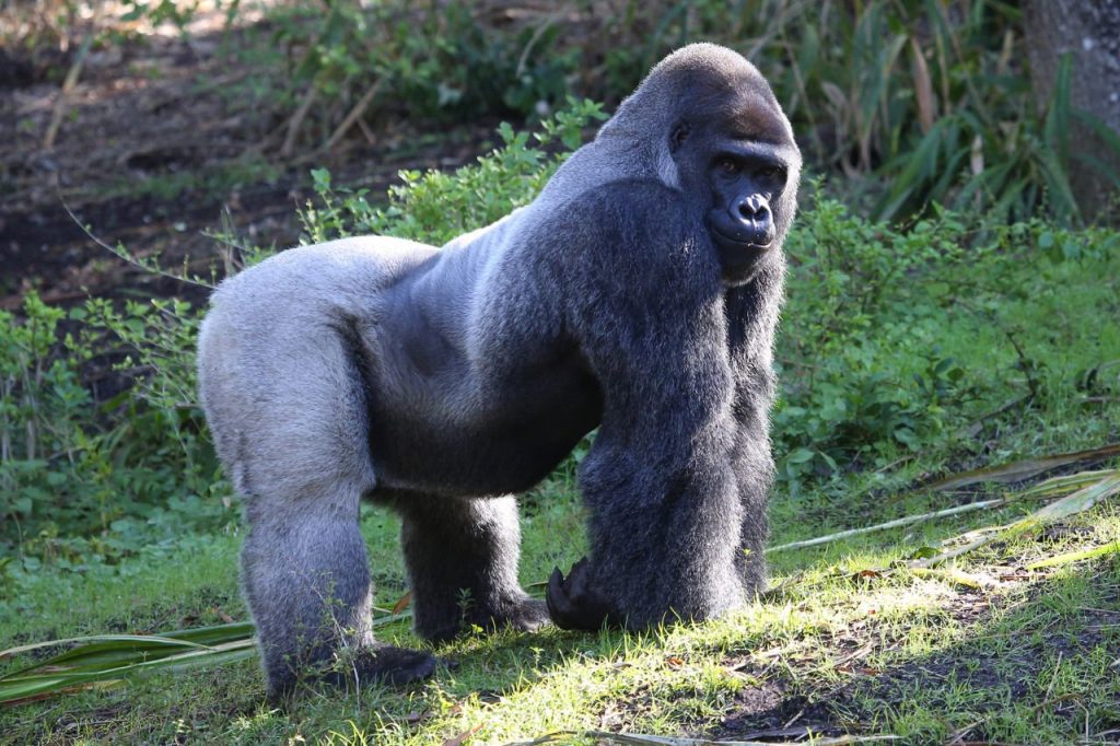 3 Days congo eastern lowland gorilla safari