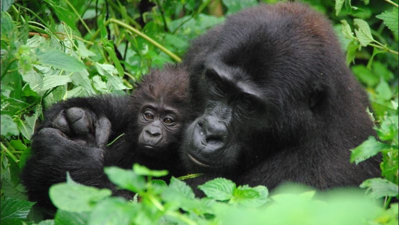4 Days uganda gorilla and chimp safari