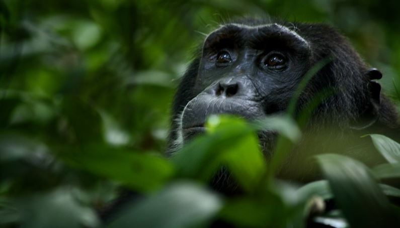 4 Days uganda gorilla and chimp safari