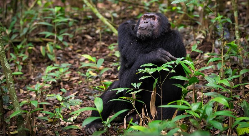 5 Days Uganda primate safari