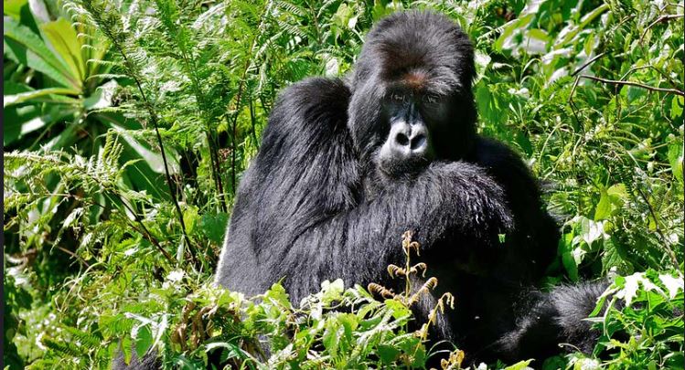 6 days Rwanda safari