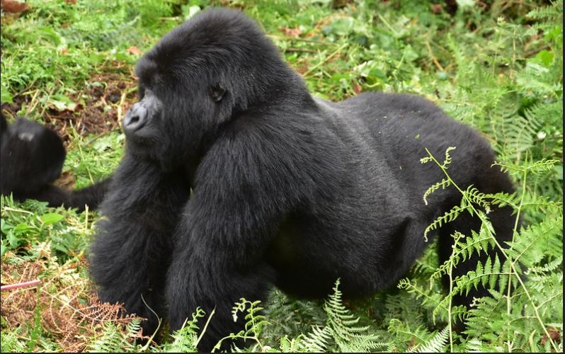 6 Days  Rwanda Uganda safari