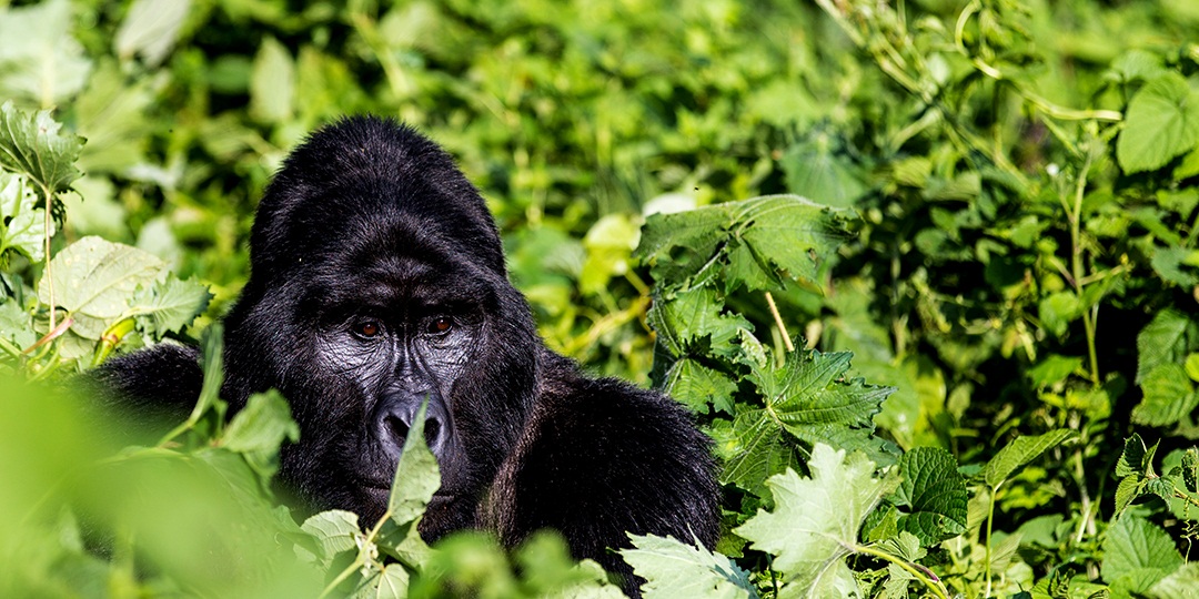 Rwanda Gorilla Trekking Permits