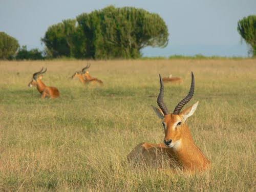 Antelopes in uganda