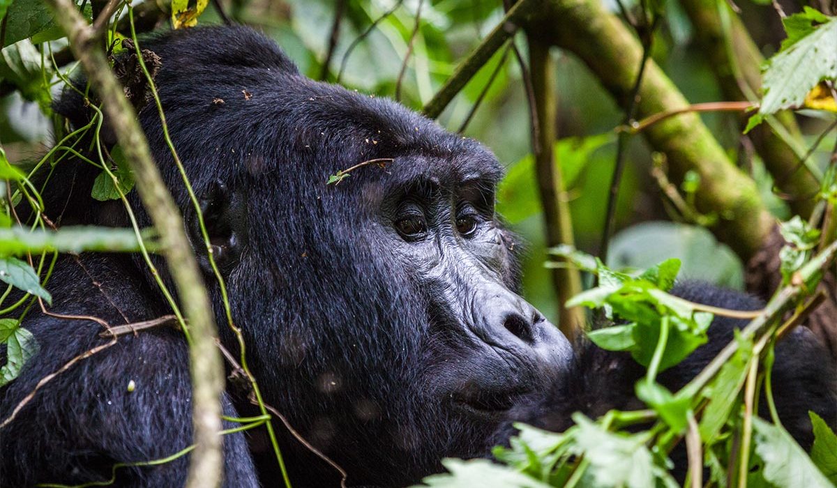 Gorilla Trekking Uganda Vs Rwanda