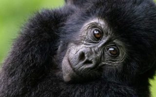 12 Days Uganda Rwanda Combined Safari
