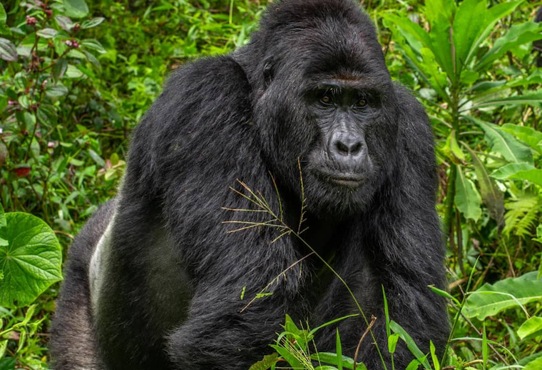Attractions in Bwindi impenetrable national park