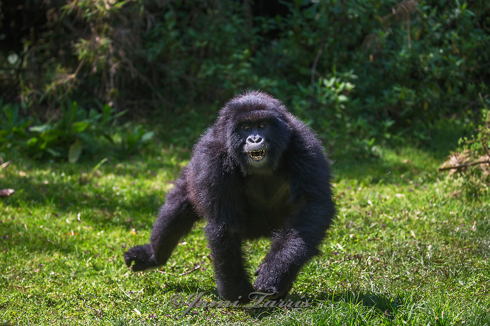 Are Gorillas Dangerous?