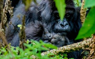 6 Days Rwanda Gorillas & Chimpanzees Safari 