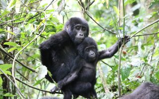 12 Days Best of Rwanda safari
