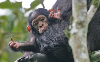 3 Days Nyungwe Forest Chimpanzee trekking safari