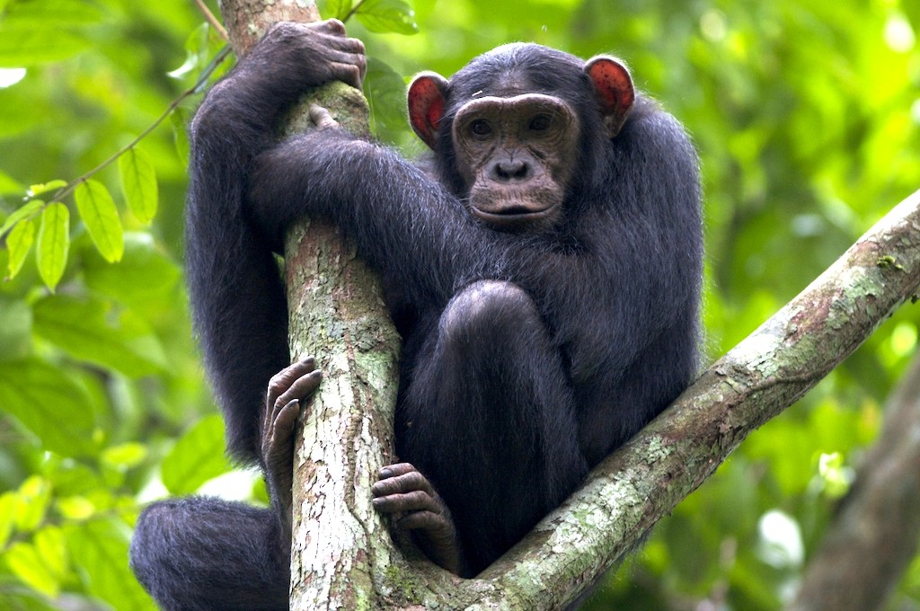 Chimpanzee Trek