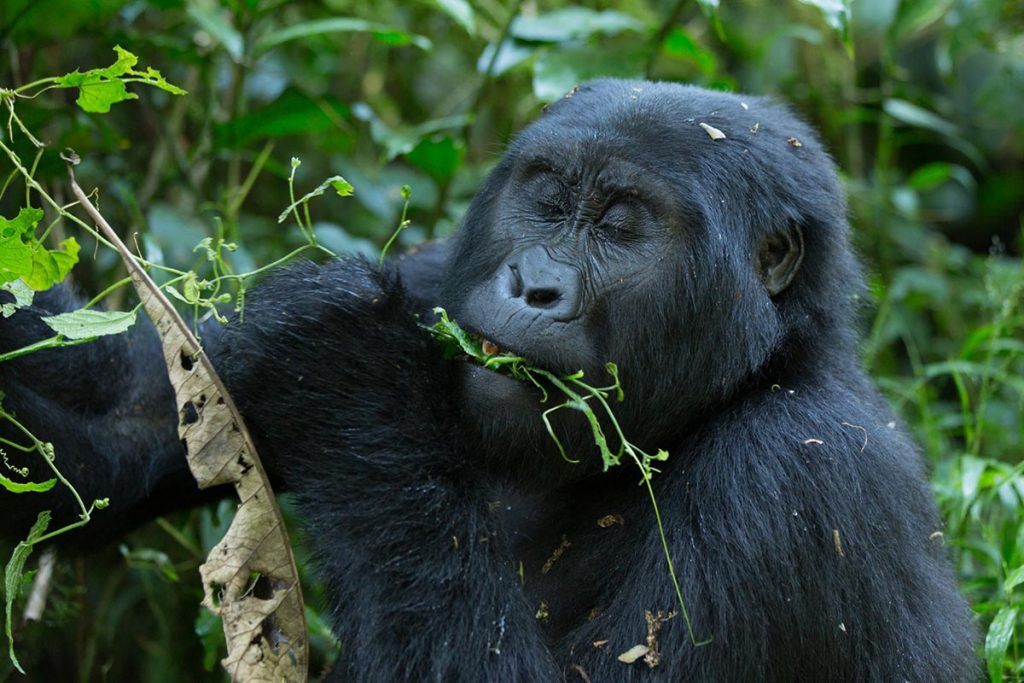 11 Days Uganda Wildlife and Rwanda Primates Safari