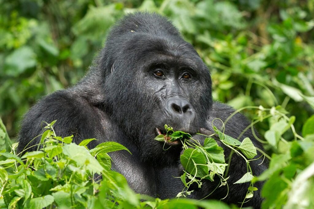 10 Days Uganda Wildlife & Primates Safari