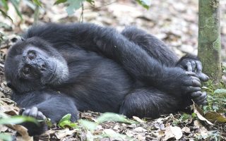 5 Days Congo Great Ape Safari (Chimpanzee and Gorillas)