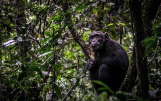 Chimpanzee trekking in Nyungwe Forest National Park