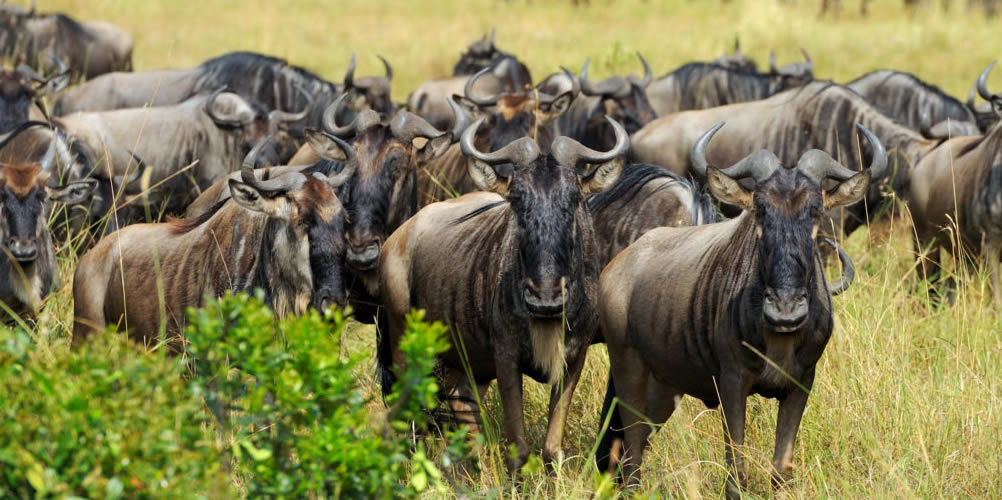 Wildebeest Migration in Maasai Mara National Reserve 
