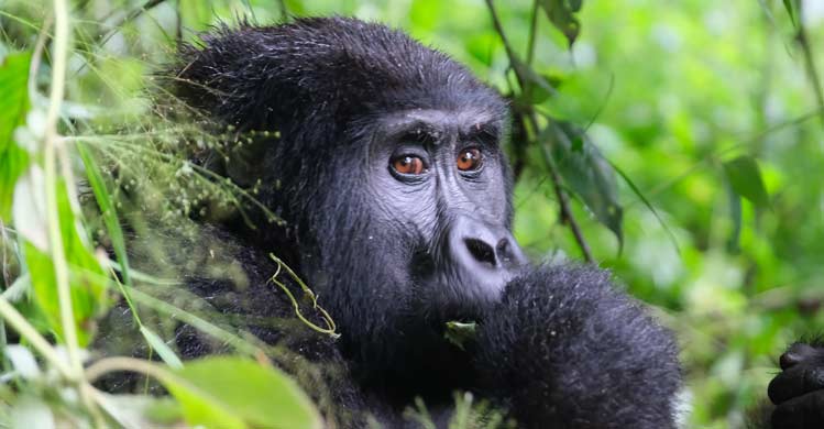 Gorilla trekking safaris in Rwanda