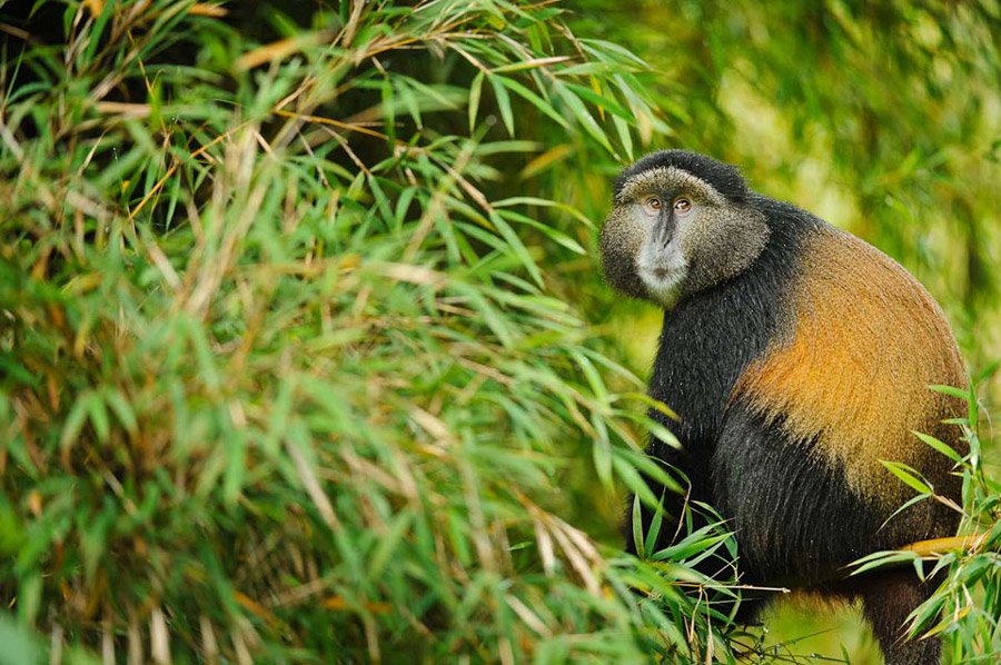 Golden Monkeys in Mgahinga Gorilla National Park