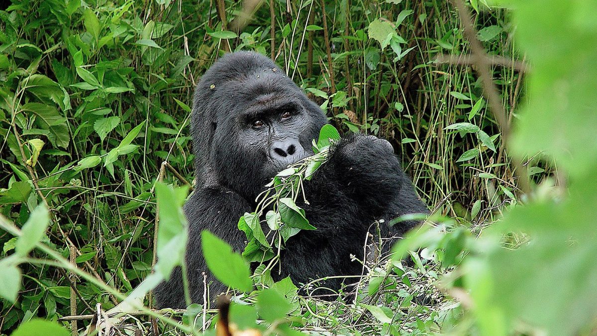 Facts about silverback gorillas