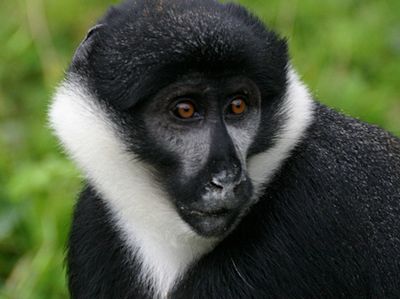 The 13 Primates of Kibale National Park