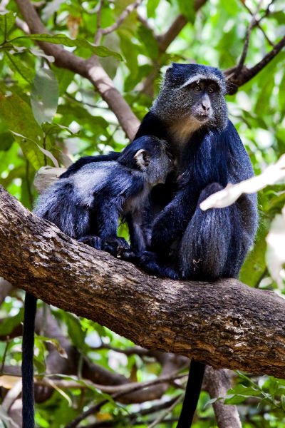 The 13 Primates of Kibale National Park