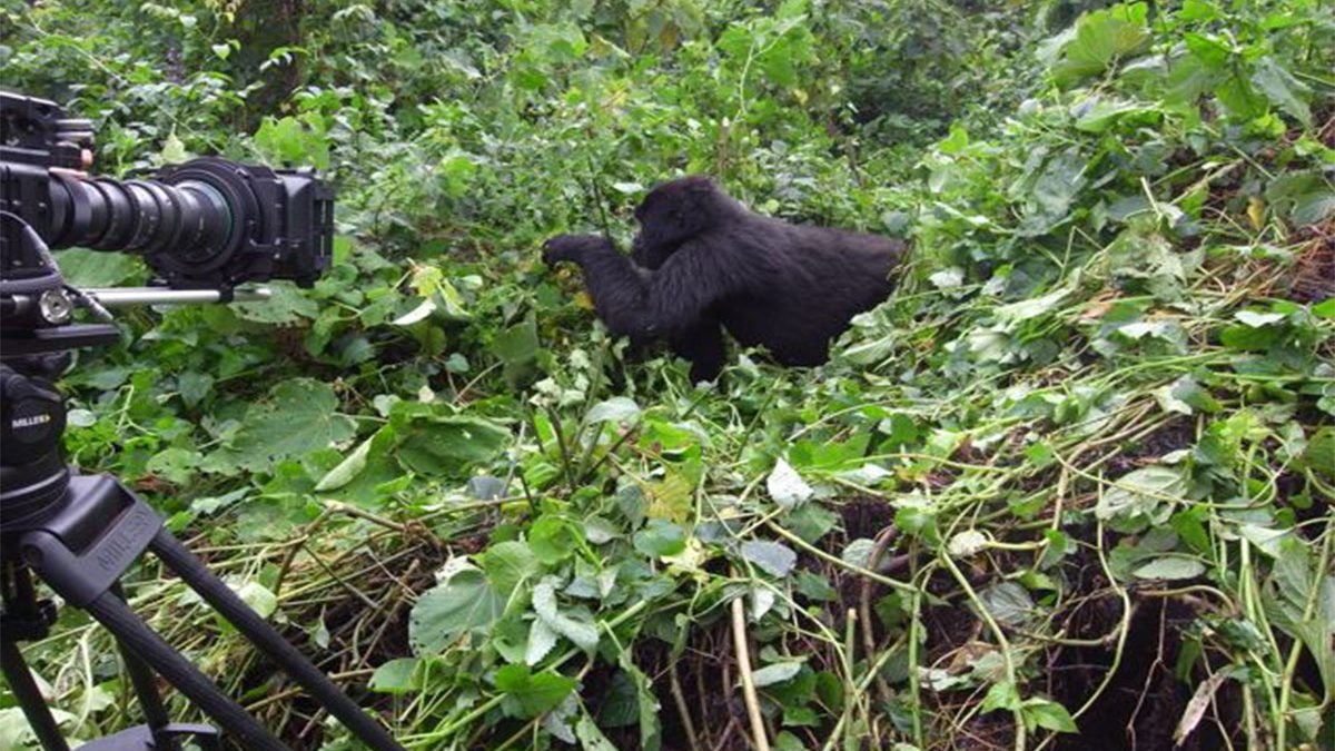 Gorilla Filming Safari in Uganda – Rwanda & Congo Destination