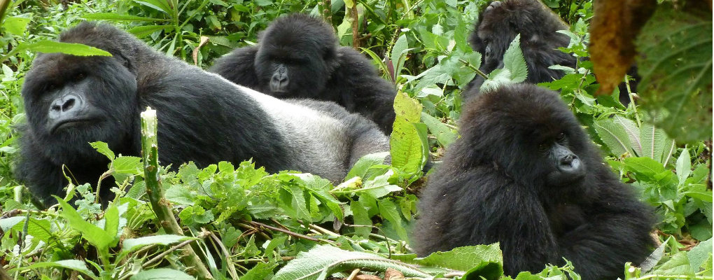 How Does It Cost to Trek Gorillas?