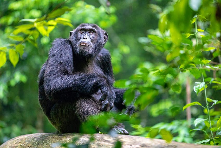 Chimpanzee trekking in Uganda and Rwanda