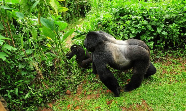 Bwindi Gorilla Families