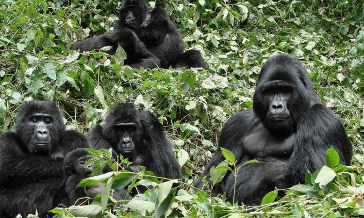  Bwindi Gorilla Habituation Experience
