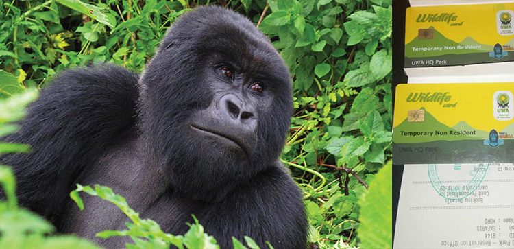 Gorillas Bwindi Impenetrable Impenetrable Forest