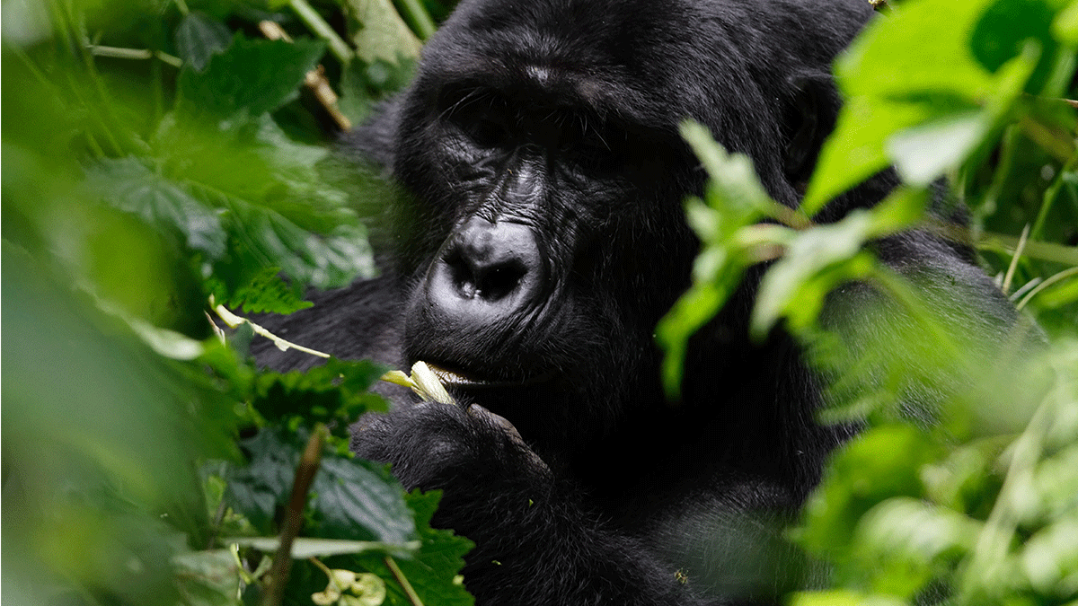 Booking Gorilla Trekking Uganda
