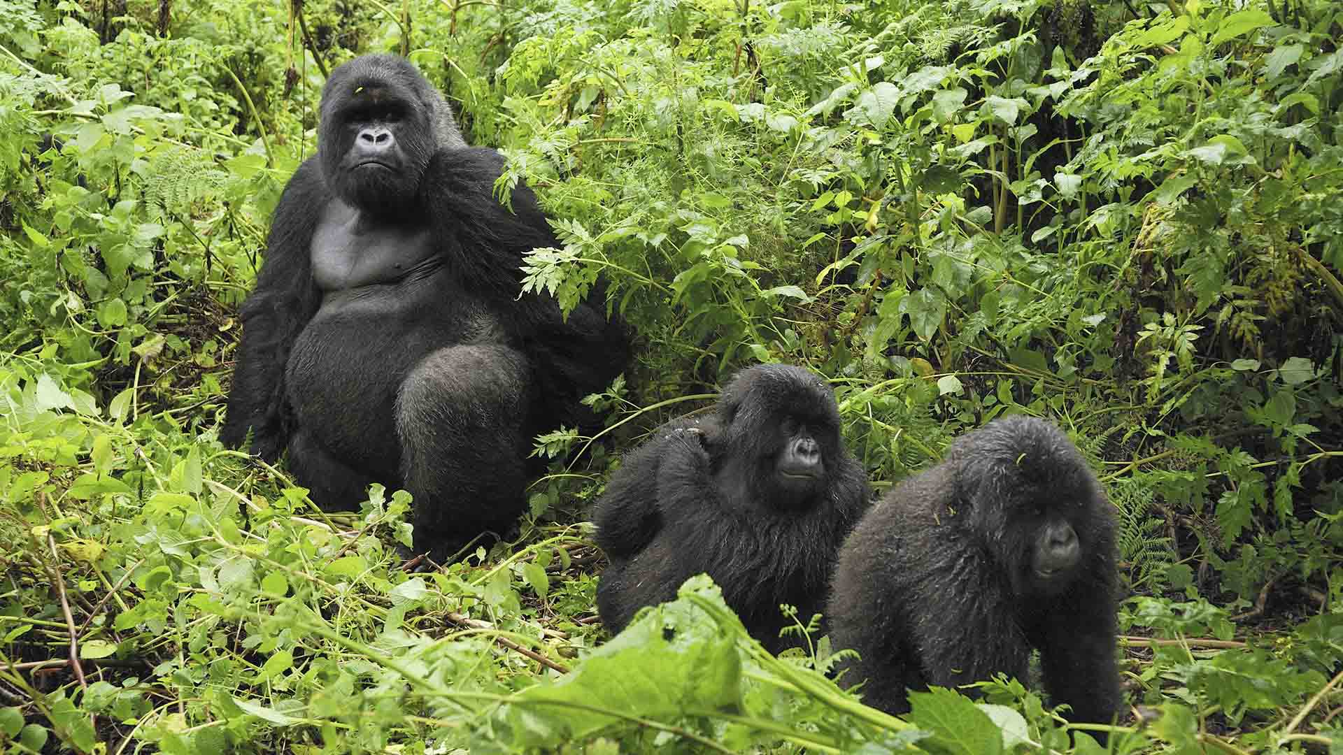 How Do Gorillas Survive & Other Facts?