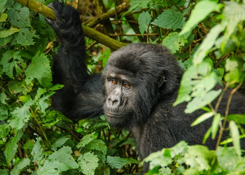 Top Three Luxury Wildlife Tours In Uganda