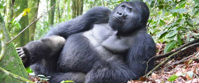 Booking Gorilla Trekking Uganda