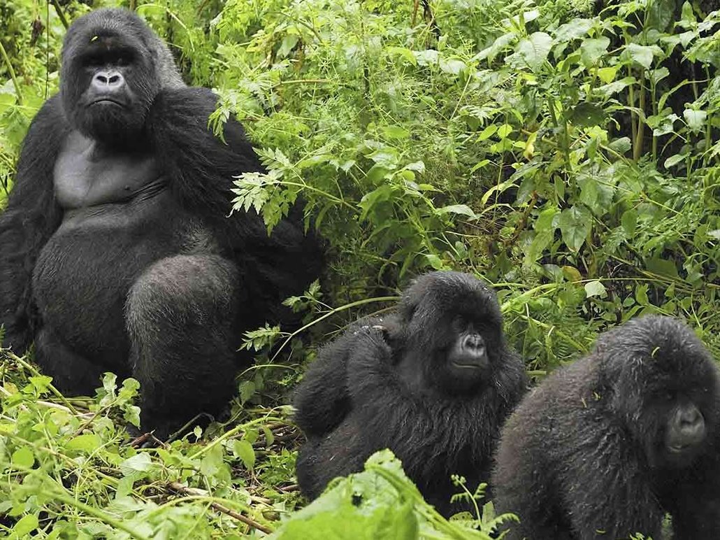 Uganda Gorilla Safaris