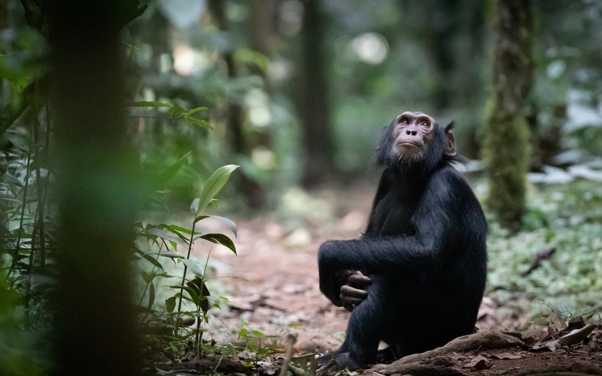 Chimpanzee trekking permits in Uganda 2022-2023